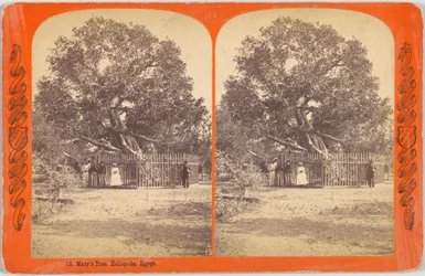 Marias træ. Heliopolis, Egypten