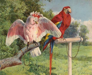 Kakadu og ara (chromolitho)
