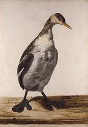 The Greater Loon (akvarel på papir)