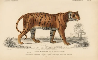 Royal Tiger, fra 