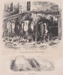 Percheron-heste i stalden, Gødningsgrav, fra Magasin Pittoresque, ca. 1852., ca. 1852.