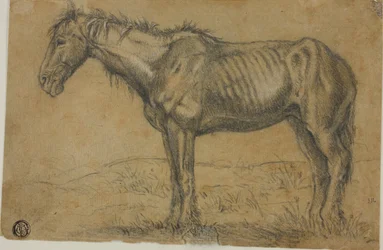 Afmagret hest (recto); Frontalbillede af en hest (verso)