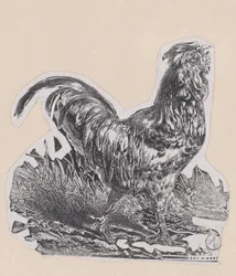 Hanen, ca. 1853.