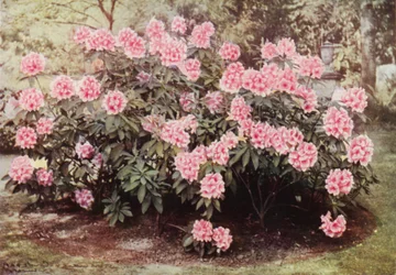 Rhododendron Pink Pearl, ved "The Heights," Witley, fru Farnhams bopæl (farvefoto)