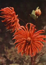 Cactus Dahlia "Brisbane" (farvefoto)