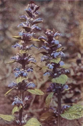 Vilde blomster: Bugle (farvefoto)