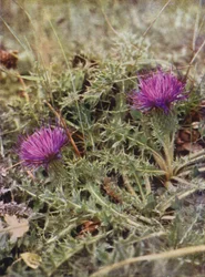 Vilde blomster: Dværgetidsel (farvefoto)
