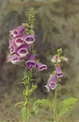 Vilde blomster: Foxglove (farvefoto)