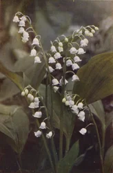 Vilde blomster: Lily of the Valley (farvefoto)