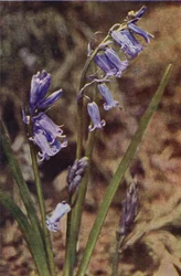 Vilde blomster: Wild Hyacinth (farvefoto)