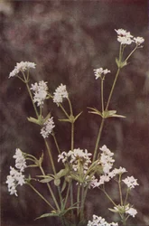Vilde blomster: Woodruff (farvefoto)