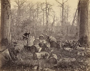 Fontainebleau Skov