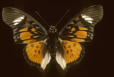 Acraeoids charaxes