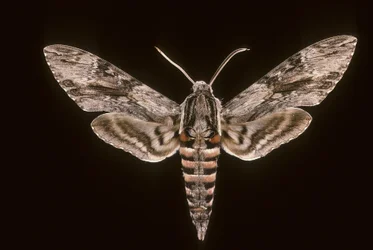 Agrius convolvuli/Strøelse Sphinx/Han