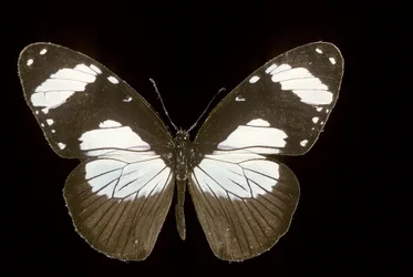 amauris comorana
