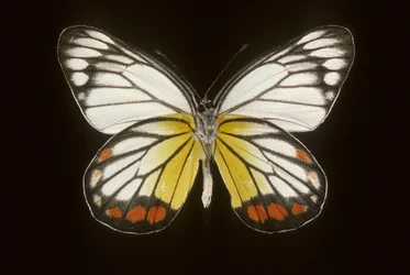 Delias hyparete/Mand