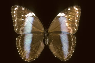 Morpho achilles/Kvinde