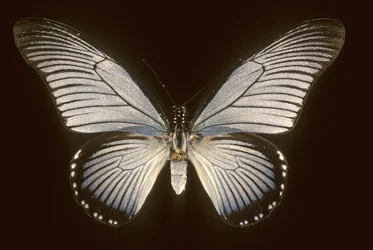 Papilio zalmoxis/Sejlbåd blå