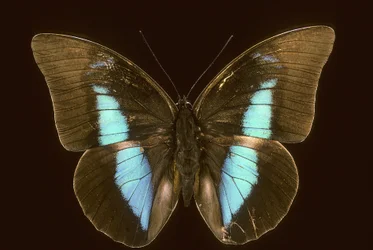 Prepona domophora uddød