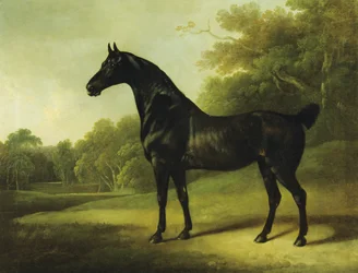En Bay Horse i et skovklædt landskab