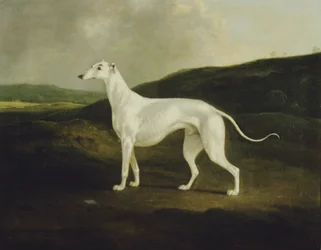 En Greyhound i et Landskab