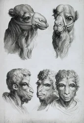 Ligheder mellem et kamelhoved og et menneskehoved, fra "Livre de portraiture pour ceux qui commencent a dessiner" af Le Brun