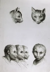 Ligheder mellem hovedet af en kat og en mand, fra 