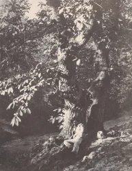Mand tilbagelænet ved foden af ​​et kastanjetræ, 1850-53.