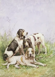 En gruppe franske hunde