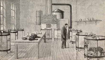 Hunde i bure i laboratoriet hos Louis Pasteur (1822-1895), fransk kemiker og biolog, Paris, Frankrig, stik fra L