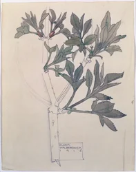 Elder, Walberswick, 1915 (wc & blyant på papir)