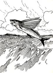 Den flyvende fisk, 1912