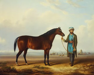 En arabisk hingst holdt af en brudgom med en lejr bagved