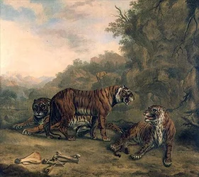 Tigre i et skovklædt landskab
