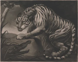 Tiger og krokodille