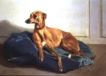Studie af en hund