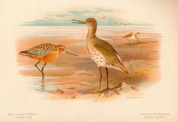 Lille kobbersneppe Limosa rufa, rødben Totanus, 1900, 1900