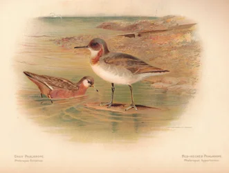 Gråphalarope Phalaropus fulicarius, Rødhals Phalarope Phalaropus hyperboreus, 1900, 1900