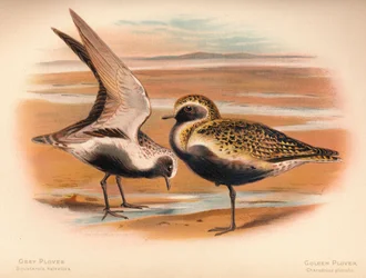 Gråhøne Squatarola helvetica, Gylden Plovre Charadrius pluvialus, 1900, 1900