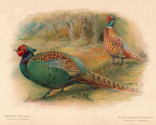 Japansk fasan Phasaianus versicolor, ringhalset fasan Phasaianus torquatus, 1900, 190