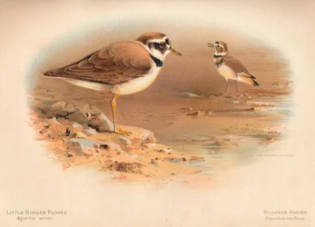 Lille ringhøne Aegialitis minor, Hjortehøne Oxyechus vociferus, 1900, 1900
