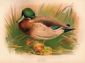 Græsand Anas boschas, 1900, 1900