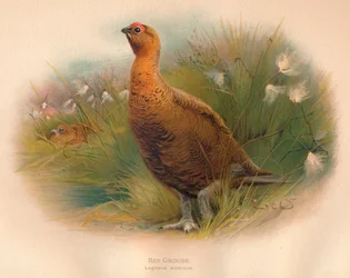 Rød urfugl Lagopus scoticus, 1900, 1900