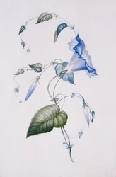 Blue convolvulus, 1832 (wc på papir)
