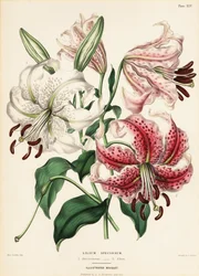 Japanske liljesorter, Lilium specioseum