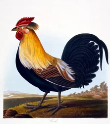 Hane (Phasianus), graveret af Robert Havell Jr. (1793-1878), 1835