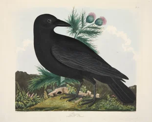 Raven, Corvus Corai, pub. 1835 Håndfarvet gravering.