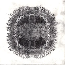 Planteceller, 2019 (tørpunktsætsning)