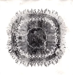 Planteceller, 2019 (tørpunktsætsning)