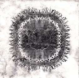 Planteceller, 2019 (tørpunktsætsning)